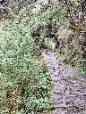 caminoinka1.webp