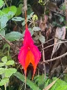 caminoinka7.webp