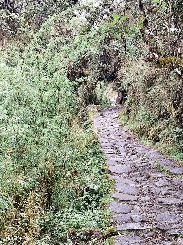 caminoinka1.webp